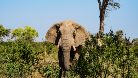 An elephant walking amid brush and trees of South African countryside. Landscape.